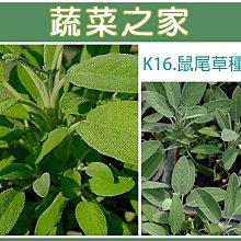 【蔬菜之家滿額免運】K16.鼠尾草種子0.4克(約40顆)(做食物調味汁.可泡茶.花環.驅蟲香袋.沐浴品.孕婦禁用)香草