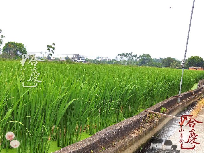 ** 埔里鎮農會—水筍素食湯麵／水筍肉燥湯麵／水筍牛肉湯麵 84公克．茭白筍湯麵 茭白筍泡麵～【合慶山產行】