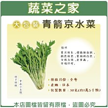 【蔬菜之家滿額免運00A37】大包裝.青箭京水菜種子30克(蔬菜種子)※不適用郵寄掛號配送※請選擇超商或宅配運送