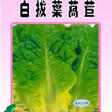 【野菜部屋~】B09 日本白拔葉萵苣種子1公克 , 葉片柔嫩 , 品質細 , 每包15元~