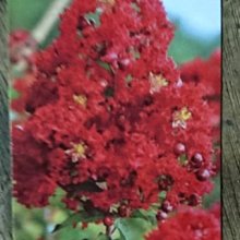 花花世界__綠籬植物--紅火球紫薇--最紅最艷/6吋盆/高20-30cm/MA
