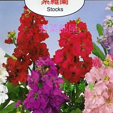 【野菜部屋~】Y55 紫羅蘭Stocks~天星牌原包裝種子~每包17元~