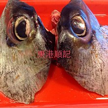 東港順記  現流 鮪魚眼 一顆100 可烤 三杯 煮酸菜湯 海味十足