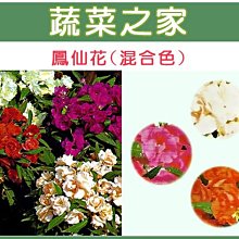 【蔬菜之家滿額免運】H31.鳳仙花種子0.5克(約50顆)(混合色，高35cm.花卉種子)