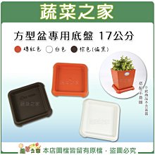 【蔬菜之家滿額免運015-E37】方型盆專用底盤 17公分(磚紅色、白色、棕色共3色)