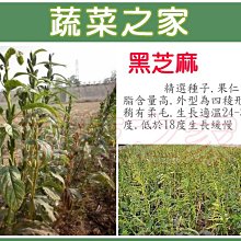 【蔬菜之家滿額免運】G64.黑芝麻(胡麻)種子3000顆(果仁油脂含量高.外型為四稜形.蔬菜種子)