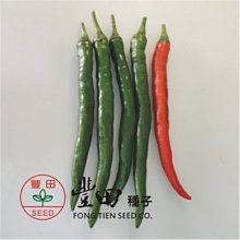 【野菜部屋~】M19 紅美辣椒種子1.3公克(約210粒) , 結果力強 , 可做剝皮辣椒 , 每包180元 ~