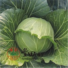 【野菜部屋~】E66 迎春甘藍種子0.52公克 , 冠軍品種 , 口感爽脆微甜 , 每包15元~