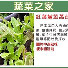 【蔬菜之家滿額免運】A55.紅葉嫩莖萵苣種子1500顆(大心妹仔菜.葉紅褐.莖微紅..甜脆.炒食口感佳.蔬菜種子)