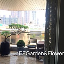 【EF Garden&Flower】白水木 開幕送禮、景觀用樹、陽台盆栽、居家盆栽