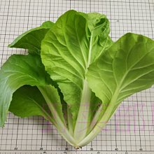 【野菜部屋~】F31 蜜雪兒小白菜種子2.5公克 ,生長快 ,抽苔晚 ,每包15元~