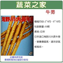 【蔬菜之家滿額免運】C10.牛蒡種子50顆(日本進口淹野川大長牛蒡，營養價值高，適冷涼氣候栽培。蔬菜種子)