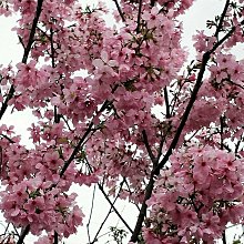 元茂園藝桃園三民店 頂級樹型富士櫻花中型盆栽 先來先選