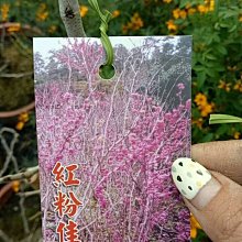 花花世界_落葉喬木**紅粉佳人櫻(米徑2-2.5cm)**7-8吋盆 /美植袋/高150-200cm/MA*無法超取*