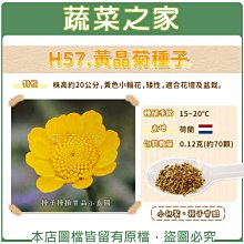 【蔬菜之家滿額免運】H57.黃晶菊種子0.12克(約70顆) // 株高約20公分，黃色小輪花，矮性，適合花壇及盆栽。