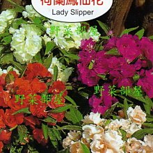 【野菜部屋~】Y46 荷蘭鳳仙花Lady Slipper~天星牌原包裝種子~每包17元~