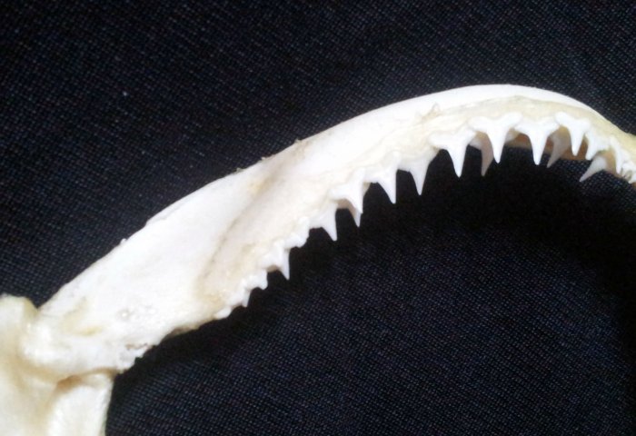 [灰三齒鯊嘴牙] 15公分White-tip Reef 灰三齒鯊..專家製作雪白無魚腥味! 是標本也是掛飾! #13
