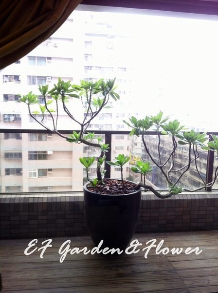 【EF Garden&Flower】白水木 居家陽台盆栽