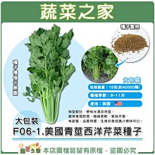 【蔬菜之家滿額免運00F06-1】大包裝.美國青莖西洋芹菜種子15克(約40000顆)※不適用郵寄掛號配送※