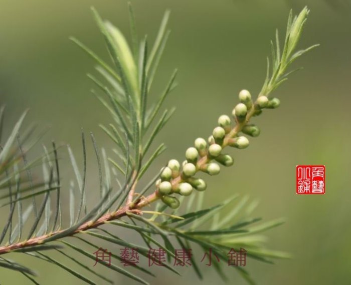 【角藝健康小舖] 】~正東昇出品~ 澳洲茶樹油 100%純茶樹精油 tea tree 100cc 噴瓶 -按摩薰香