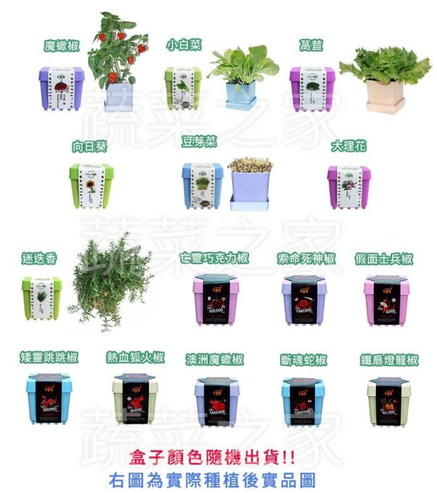 【蔬菜之家滿額免運004-D01】iPlant小農場系列-五彩辣椒//可任意組合盆栽※此商品運費請選擇宅配貨運※