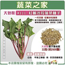 【蔬菜之家滿額免運】大包裝A111.紅脈沙拉菠菜種子32克(約2600顆) 紫莖沙拉菠菜種子 品質佳 口感好 葉厚 葉柄葉脈紅色 ※不適用郵寄掛號配送