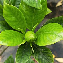 元茂園藝中壢園區 強香香花/香水黃梔子花 足四年樹齡