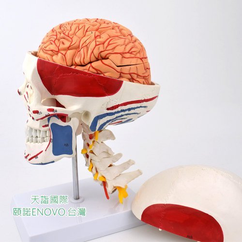 ENOVO-379)人體頭顱骨腦動脈解剖結構模型頭骨腦血管腦結構1：1顱骨解剖 