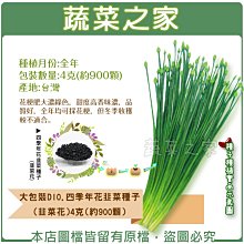 【蔬菜之家滿額免運00D10】大包裝.四季年花韭菜種子(韭菜花)4克(約900顆)※不適用郵寄掛號※