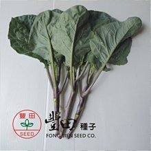 【野菜部屋~】H20 紫晶芥藍種子50公克 , 生長快速 , 纖維少 , 口感好 , 每包160元~