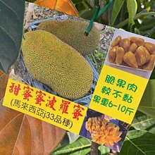 花花世界_水果苗*甜蜜蜜波羅蜜(馬來西亞J33品種)(靠接苗)*4吋盆/高40-60公分/正港馬來西亞最優品種(特價中)