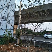 元茂園藝中壢高鐵南路園區 台灣流蘇樹 自然型 約十年樹齡，實品拍攝