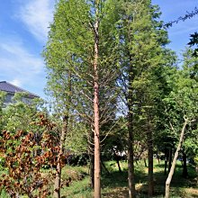 元茂園藝中壢高鐵南路園區落羽松 十餘年樹齡移植袋裝 批發價供應 如需運送運費及種植工資另計 秋天會變色(宜蘭、台北、桃竹苗單次五棵以上即可外送)