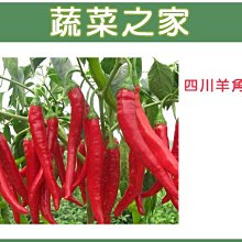 【蔬菜之家滿額免運】G37.四川羊角椒種子80顆(一般辣.蔬菜種子)