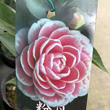 （預計九月上市）花花世界_茶花苗*粉丹*(花季1~3月份)/3.5吋/5-15cm/MA