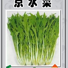 【野菜部屋~中包裝】E14 日本早生京水菜種子25公克(約600粒) , 食用清香爽口 , 每包160元~
