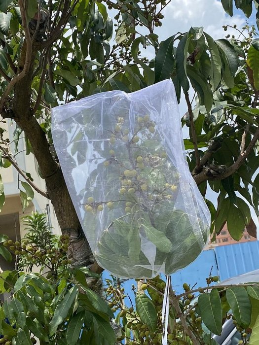 溜溜水果套袋果實防鳥防蟲專用網套袋葡萄無花果石榴番茄草莓保護袋子