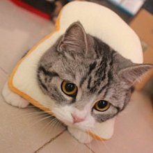 【阿肥寵物生活】貓咪吐司麵包片頭套脖套搞笑寵物項圈 頸圈拍照裝飾 XL