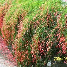 花花世界-藤蔓-蔓性**炮竹紅**6吋盆/ 垂掛性良好 生長快速/MA