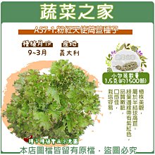 【蔬菜之家滿額免運】A57-1.粉紅天使萵苣種子1.5克(約1500顆)