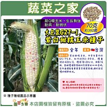 【蔬菜之家滿額免運00G27-1】大包裝紫白甜糯玉米種子70克(約350顆)※不適用郵寄掛號配送