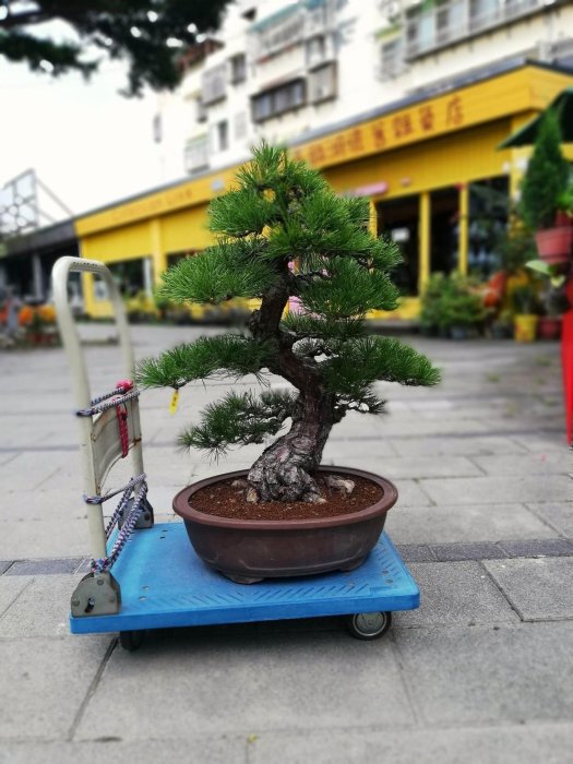已售出～《日本黑松》粗幹～極品美樹~樹高含盆80×寬70cm樹頭超過15cm