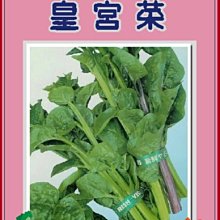 【野菜部屋~】A03 皇宮菜(小葉品種)種子4.8公克 , 很好種植的蔬菜 , 每包15元~