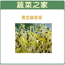 【蔬菜之家滿額免運】J14.黑芝麻芽(芽菜種子)種子3000顆(台灣精選種子芽菜種子.蔬菜種子)