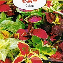 【野菜部屋~】Y18 彩葉草Coleus~天星牌原包裝種子~每包17元~