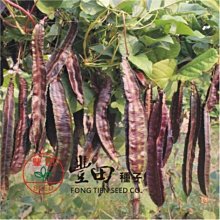 【野菜部屋~】J26 紫蝶紫翼豆種子10粒 , 蔓性品種 , 嫩葉也可食用 , 每包15元~