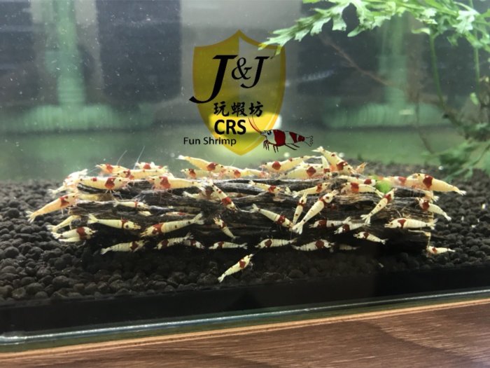 玩蝦坊(Fun Shrimp)水晶蝦 水族週邊 天然多孔軟性沉木 粗(蛇王木)6 英寸 約 15 公分