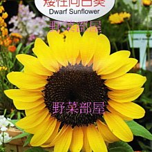 【野菜部屋~】Y43 矮性向日葵Dwarf Sunflower~天星牌原包裝種子~每包17元~