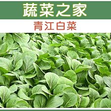 【蔬菜之家滿額免運00A03】大包裝.青江白菜種子400克(蔬菜種子)※此商品運費請選宅配※