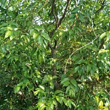 元茂園藝龍潭聖亭路園區 挑戰市場最低價 十餘年樹齡食用肉桂樹/景觀、食用、擋風與乘涼用樹 特價出清實品拍攝，運費另計